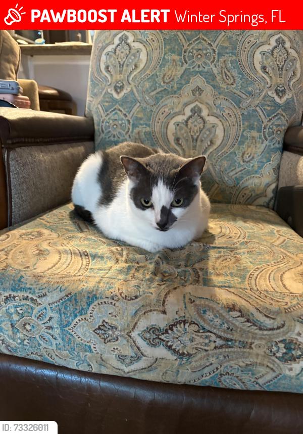 Lost Female Cat last seen Near and 17-92, Winter Springs, FL 32750