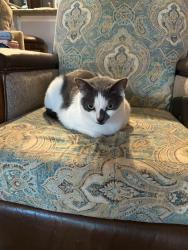 Lost Female Cat last seen Near and 17-92, Winter Springs, FL 32750