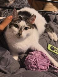 Reunited Female Cat last seen From Steven L. Josias Dog & Equestrian Park, Weston FL, Southwest Ranches, FL 33332