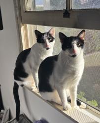 Lost Male Cat last seen S Myrtle Ave, Tustin CA 92780, Tustin, CA 92780