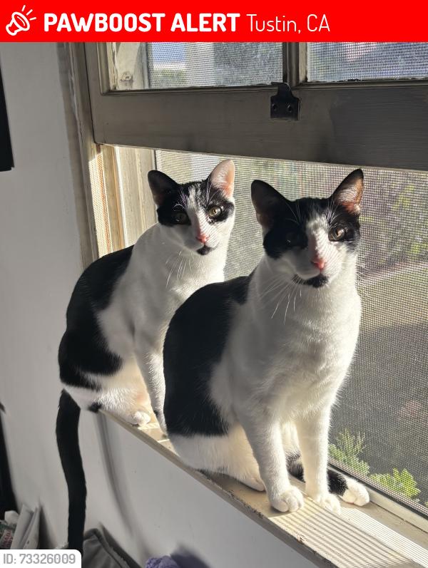 Lost Male Cat last seen S Myrtle Ave, Tustin CA 92780, Tustin, CA 92780