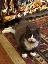 Lost Male Cat last seen Live Oak & Capitol across from Brass Tacks, Houston, TX 77003