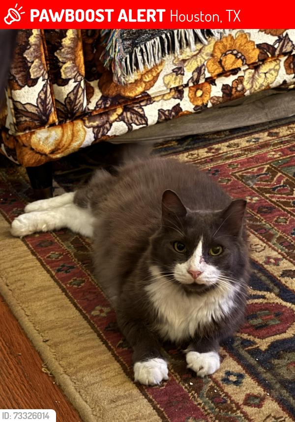Lost Male Cat last seen Live Oak & Capitol across from Brass Tacks, Houston, TX 77003