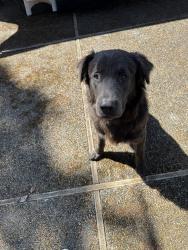 Found/Stray Male Dog last seen Montesano Elma road, Montesano, WA 98583