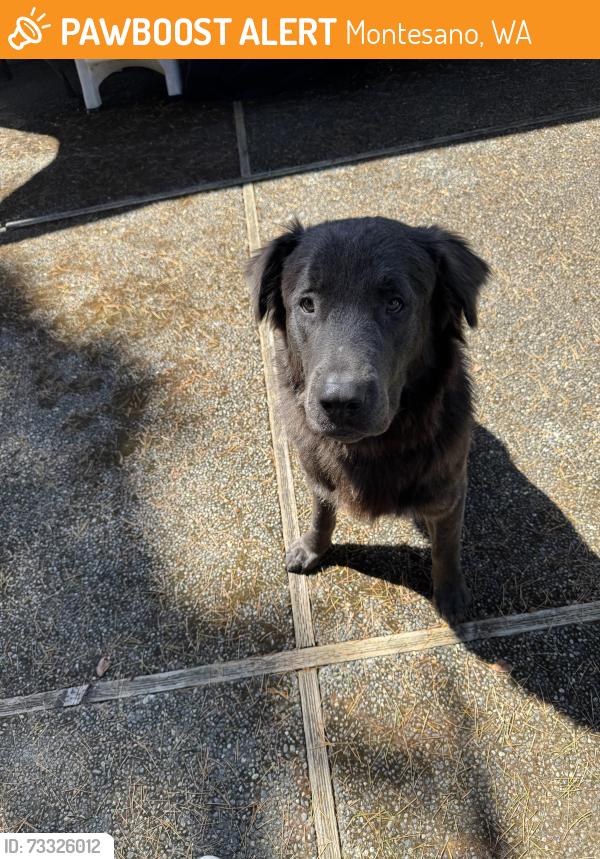 Found/Stray Male Dog last seen Montesano Elma road, Montesano, WA 98583