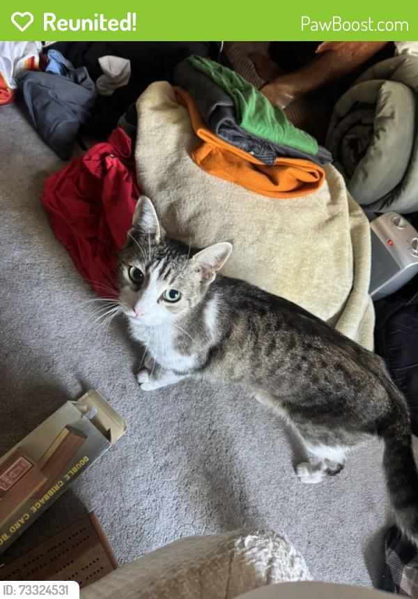 Reunited Unknown Cat last seen Hester Ave and The Alameda, San Jose, CA 95126