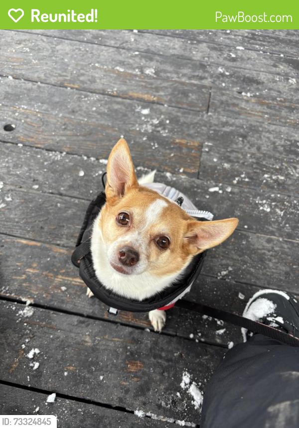Reunited Female Dog last seen 52nd and Main, 52nd and Broadway, Los Angeles, CA 90037