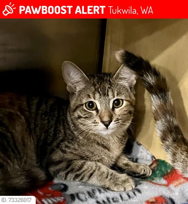 Lost Female Cat last seen Tukwila Petsmart, Tukwila, WA 98188