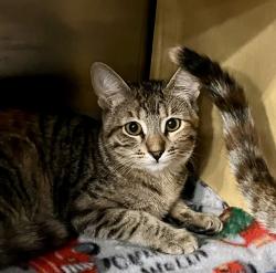 Lost Female Cat last seen Tukwila Petsmart, Tukwila, WA 98188