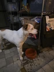 Reunited Male Dog last seen Willow and Oregon, Long Beach, CA 90806