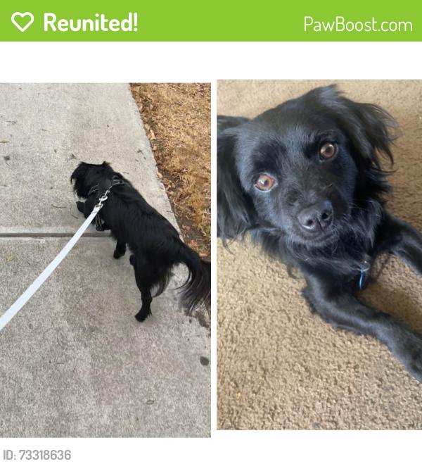 Reunited Male Dog last seen Timbers apmts, Oxnard, CA 93036