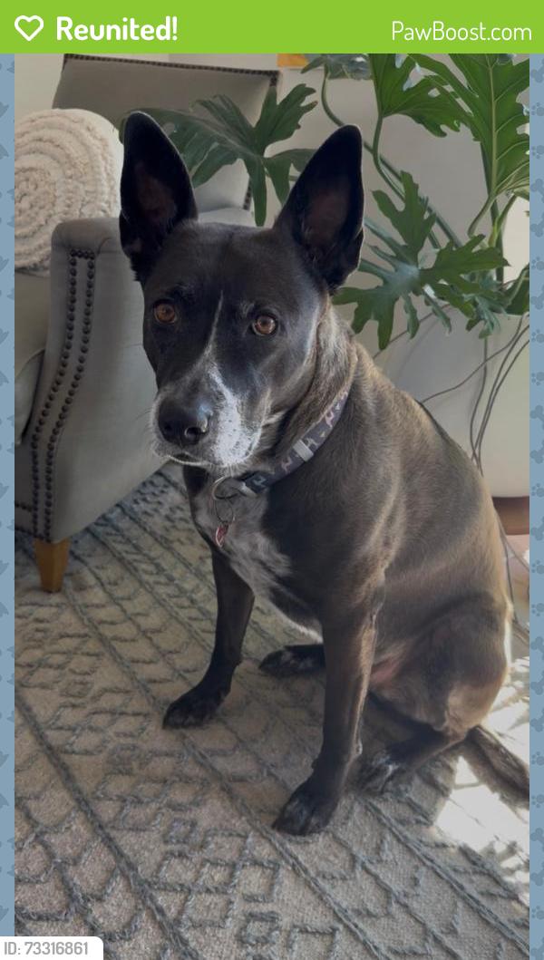 Reunited Female Dog last seen Buckingham Park - Olde Stage Road, Boulder, CO 80302