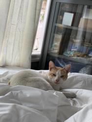 Reunited Male Cat last seen E38th Street, Oakland, CA 94602
