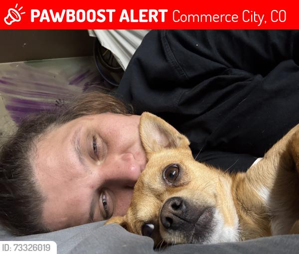 Lost Male Dog last seen Holly and 60th, Commerce City, CO 80022