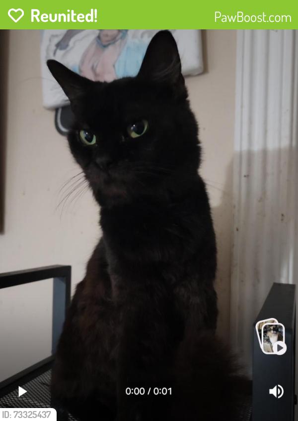 Reunited Male Cat last seen RedHawk Dr, New Port Richey, FL 34655