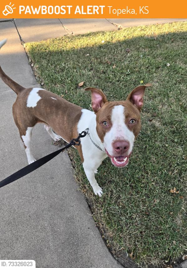 Found/Stray Male Dog last seen 13th and Fillmore, Topeka, KS 66604