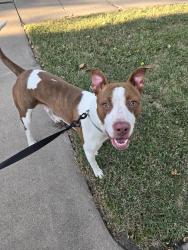 Found/Stray Male Dog last seen 13th and Fillmore, Topeka, KS 66604