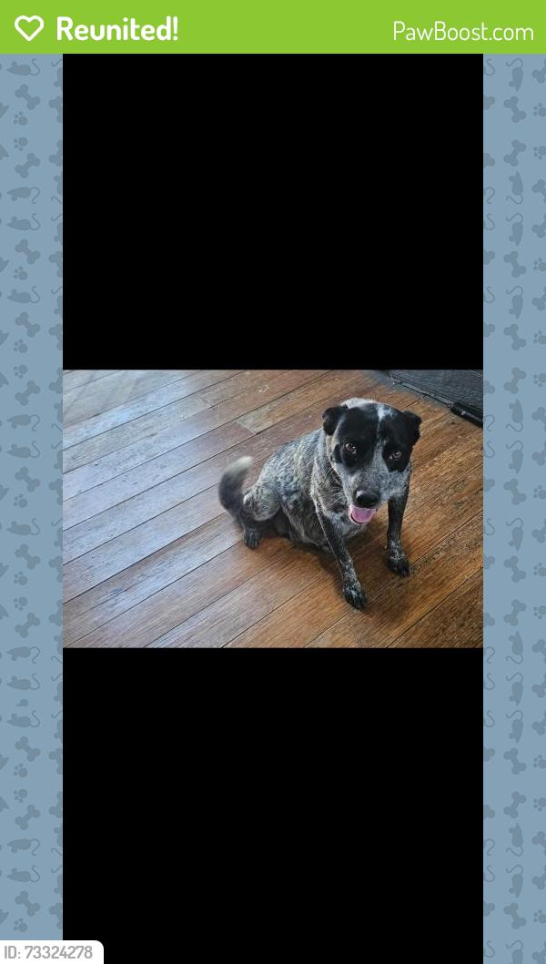 Reunited Female Dog last seen Naranca Ave, Main and 3rd ave, El Cajon, CA 92021