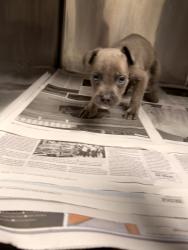 Shelter Stray Male Dog last seen , 14409 Vanowen St, Van Nuys, CA 91405, USA