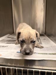 Shelter Stray Male Dog last seen , 14409 Vanowen St, Van Nuys, CA 91405, USA