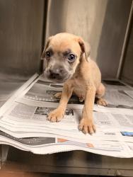 Shelter Stray Male Dog last seen , 14409 Vanowen St, Van Nuys, CA 91405, USA