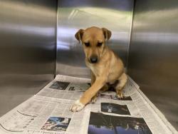 Shelter Stray Female Dog last seen , West Valley Animal Shelter, 20655 Plummer St, Chatsworth, CA 91311, USA
