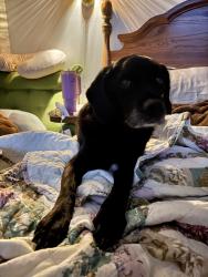 Reunited Female Dog last seen Crawford Rd & Old Stage Rd S, Erwin, NC, Erwin, NC 28339