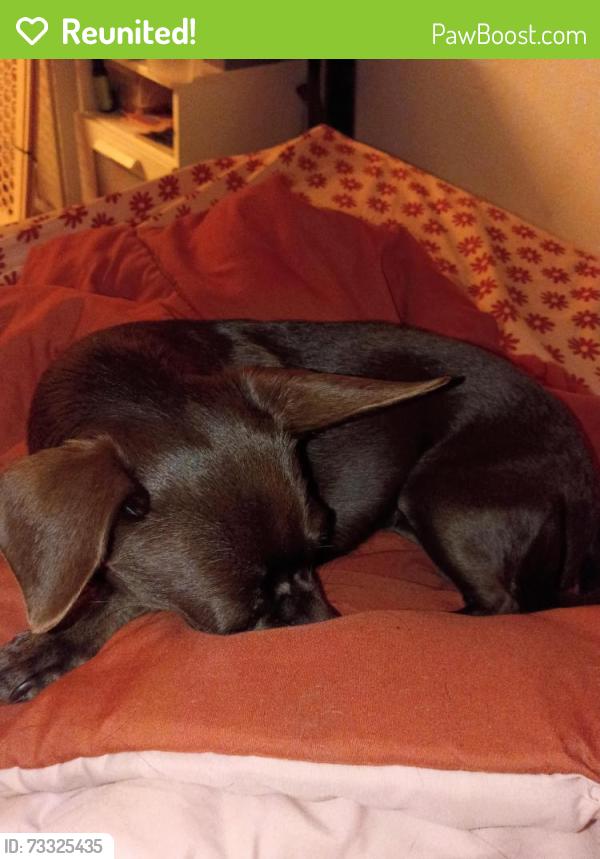 Reunited Female Dog last seen Twain fort Apache, Spring Valley, NV 89147