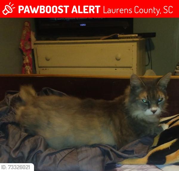 Lost Male Cat last seen Chavis st, Laurens County, SC 29645