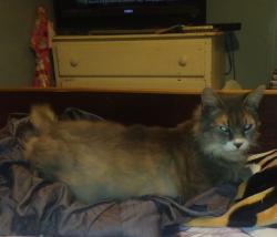 Lost Male Cat last seen Chavis st, Laurens County, SC 29645