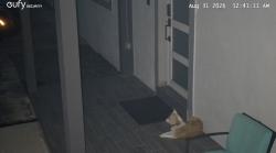 Reunited Unknown Dog last seen Near sw 31 dr, West Park, FL 33023