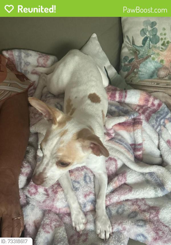 Reunited Male Dog last seen Glenwick between Circle Ridge Dr and Montrose st, Fort Worth, TX 76114