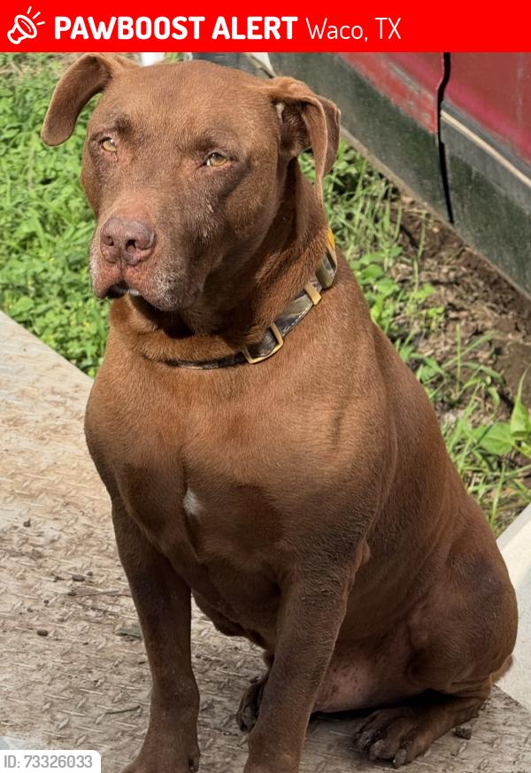 Lost Male Dog last seen Lyle ave Waco tx, Waco, TX 76714
