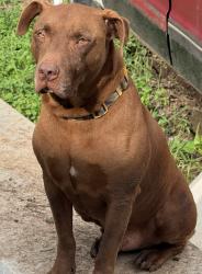 Lost Male Dog last seen Lyle ave Waco tx, Waco, TX 76714