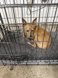 Found/Stray Male Dog last seen Seahurst Park, Burien, WA 98166