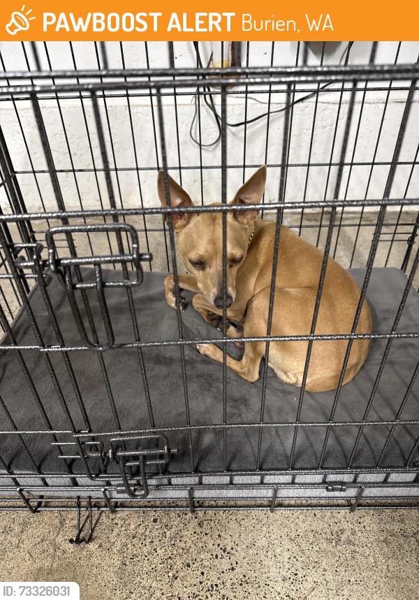 Found/Stray Male Dog last seen Seahurst Park, Burien, WA 98166