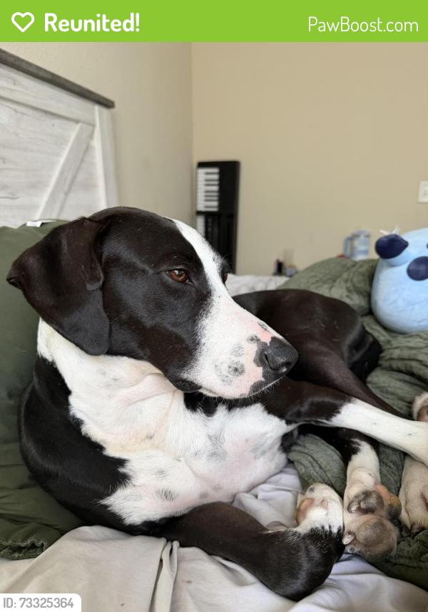 Reunited Female Dog last seen near building 11 at Overlook at Stone Oak Park apmts, San Antonio, TX 78258