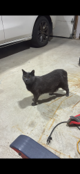 Lost Male Cat last seen Blueberry trail playground, Wasaga Beach, ON 
