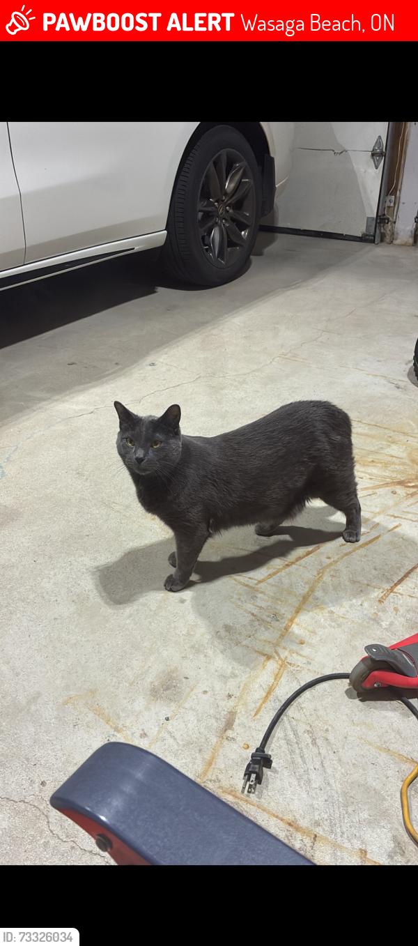 Lost Male Cat last seen Blueberry trail playground, Wasaga Beach, ON 