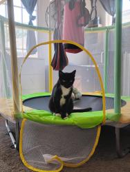 Lost Female Cat last seen Near East cook st, Santa Maria, CA 93454