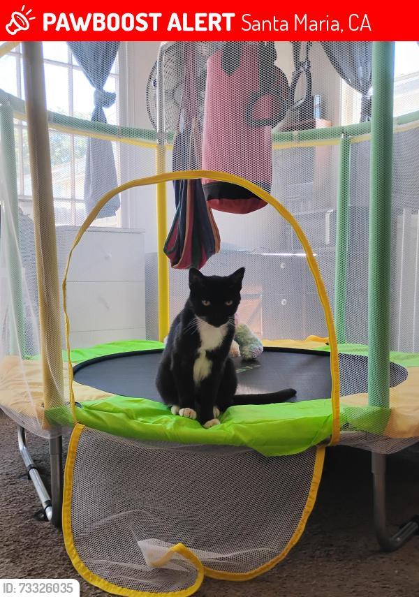 Lost Female Cat last seen Near East cook st, Santa Maria, CA 93454