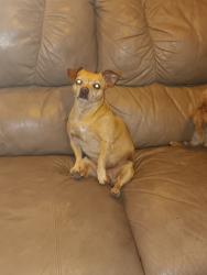 Reunited Male Dog last seen Briarwood rd in paradise hills, San Diego, CA 92114