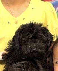 Lost Female Dog last seen Near sarah rd, Rio Rancho, NM 87124