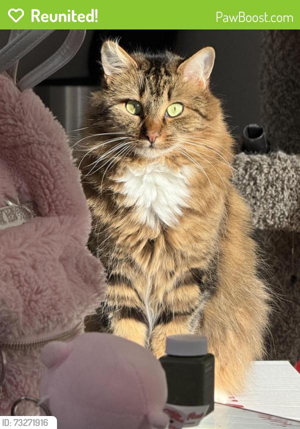 Reunited Female Cat last seen Near saint-henri, Gatineau, QC J8X 4J6