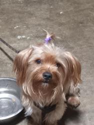 Reunited Male Dog last seen Briarwood rd in paradise hills, San Diego, CA 92114
