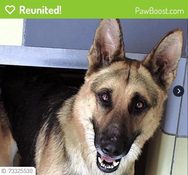 Reunited Male Dog last seen Lorenzi Park, North Las Vegas, NV 89032