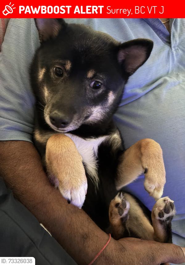 Lost Male Dog last seen Near and 128 street, Surrey, BC V3T 5J1