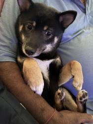 Lost Male Dog last seen Near and 128 street, Surrey, BC V3T 5J1