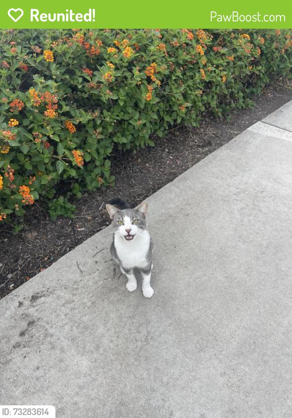 Reunited Unknown Cat last seen The walking path around the lake, Chula Vista, CA 91913