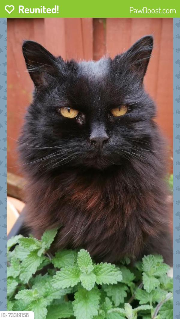 Reunited Female Cat last seen Sorrel close, Lincolnshire, England 